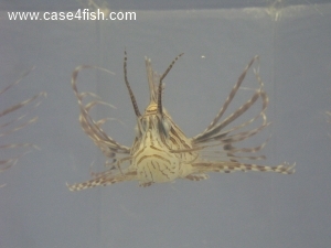 Foto Galerie/Perciformes/Scorpaenoidei/Pterois volitans/Pterois volitans_03_S.jpg